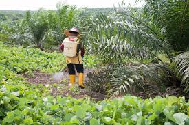 Foreign worker in malaysia plantation sector is not unusual. Certification Fails To Transform The Palm Oil Industry What Next China Dialogue