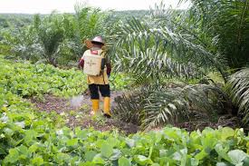 Member of tradekey.com since january, 2011. Certification Fails To Transform The Palm Oil Industry What Next China Dialogue