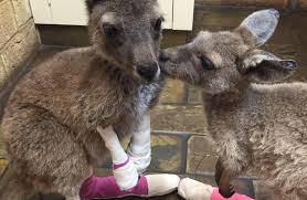 Orphaned Joeys Lost Their Home To Forest Fires Now They Re Getting The Love They Need Baby Animals Animals Australia Animals