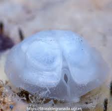 Image result for Galeomma