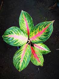 Never place your indo princess aglaonema in full. Pin Di Aglaonema Hybrids Collection