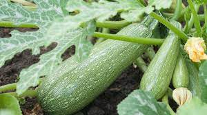 When should you harvest zucchini. Quick Tips For Harvesting Zucchini And Zucchini Blossoms