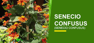 Star of india clematis arrived well packed and healthy. Climbers Creepers Online India Buy Climbers Creepers Garden World