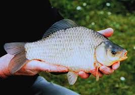 Animal Crossing, Animal Crossing Fish, Animal Crossing Qr