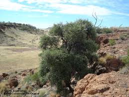 Image result for Psydrax richardsiae