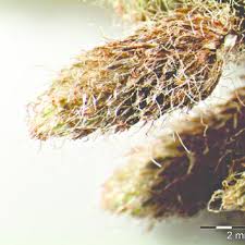 Image result for Rhynchospora brownii