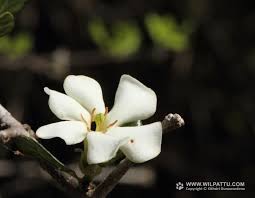 Image result for Catunaregam obovata