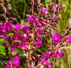 Image result for Eriosema cordatum