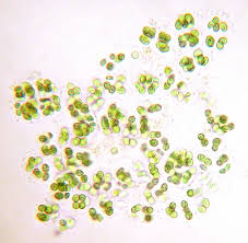 Image result for Scleria globonux