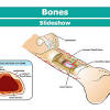 Thanks to human body printables they don't feel pressure. 1