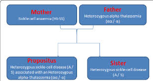 family sickle cell pedigree chart download scientific diagram