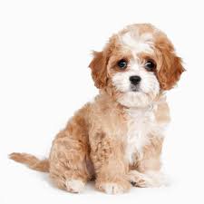 Cavapoo Dog Breed Breed Info Pictures More