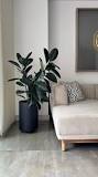 Cuidados del Ficus Elástico (Caucho Negro) 🖤🌿 El Ficus ...