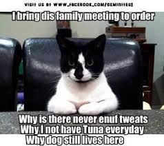 20 relatable zoom meetings memes. Family Meeting Kitteh Cats Funny Animal Memes Funny Cat Memes