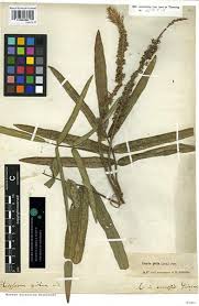 Image result for Uraria picta