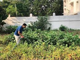 Coronavirus Lockdown Organic Veggies Fetch Them From The Kitchen Garden Telegraph India