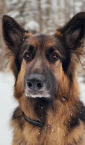 Dog hair all over the kitchen floor