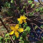 Image result for Hypericum revolutum