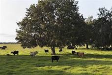 UF Elite Herdsman Academy