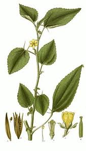 Image result for Corchorus olitorius