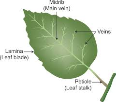 I What Is A Leaf Ii Draw The Labeled Diagram Of A Leaf Iii What Are The Functions Of The Leaves Of A Plant Science Topperlearning Com Ewemfa7hh