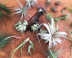 Air plants are epiphytes, which means they attach themselves to tree branches and shrubs and don't need to be planted into the soil. Not Just Air All About Air Plants Stump Curated Plants Sustainably Crafted Wares
