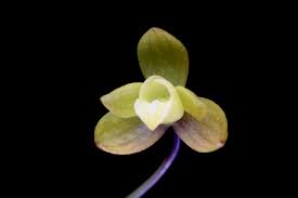 Image result for Platycoryne pervillei