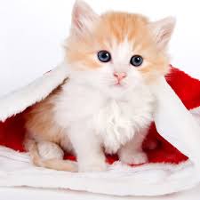 Tons of awesome aesthetic ipad hd wallpapers to download for free. Free Download Cute Cat Christmas Ipad Air 2 Wallpapers Ipad Air 2 Wallpapers 2048x2048 For Your Desktop Mobile Tablet Explore 46 Cute Cat Wallpaper For Ipad Cute Wallpaper For