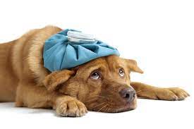 Fungal pneumonia, viral pneumonia, bacterial pneumonia and allergic pneumonia. Encouraging Your Sick Dog To Eat