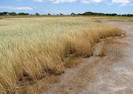 Image result for Leptochloa obtusiflora