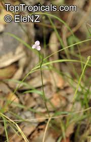 Image result for Murdannia tenuissima