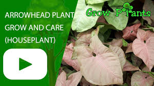 Below you will find our complete arrowhead care guide to help you look. Arrowhead Plant Grow And Care Houseplant Youtube