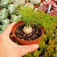 Image result for Bowiea volubilis