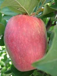 (this lists only those trees located within the footprint of the proposed highway). Anna Apple Trees Bijouxs Little Jewels From The Kitchen