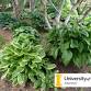 2025 University of Idaho Arboretum Plant Sale