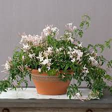 Its large flowers last only a few days, but it typically stays in bloom from spring to fall, and it lives for several. White Flowering Houseplants White Flower Farm