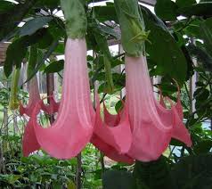 Suasana indah ini bagaikan berada di jepun dilimpahi guguran bunga sakura, berwarna putih dan merah jambu. Daftar Nama Bunga Gambar Bunga Cantik Indah Unik Dan Langka Lengkap Dengan Penjelasannya Kumpulan Macam Macam B Brugmansia Angels Trumpet Trumpet Flowers