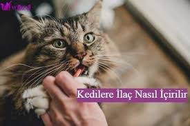 Kedilere Ilac Nasil Icirilir 2020 Kedi Vine
