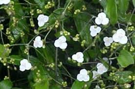 Enquire about our hebe rakaiensis stock today, we deliver across the uk. Pin On Plants