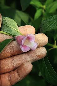 Image result for Sesamum radiatum