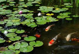The are very healthy and vary in size. Buying And Selling Koi A Cautionary Tale