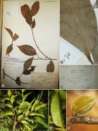 Image result for Dichapetalum