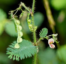 Image result for Aeschynomene