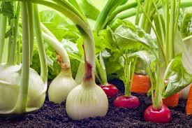 Get in on the best deals, new products and gardening tips. Vegetable Gardening In A Small Space