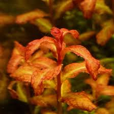 Image result for Ludwigia senegalensis
