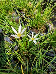 Image result for Zephyranthes candida