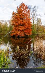 Autumn Provincial Domain Kessel-lo Belgium Stock Photo 2197591213