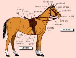 Bit And Bridle Clothing Size Chart Pin By Frank On Horses Everything About Horses Horses Horse Riding Clothes Equestrian Outfits