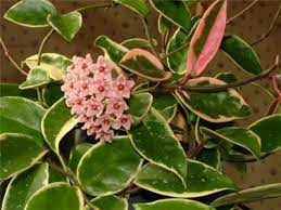 Hoya Carnosa Cv Krimson Queen Hoya Plants Pink Leaves House Plants