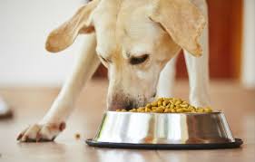 Infine, per aiuto in più, possiamo anche ricorrere agli snack dentali: L Alimentazione Corretta Per Il Cane My Pet S Hero